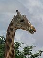 girafe 23